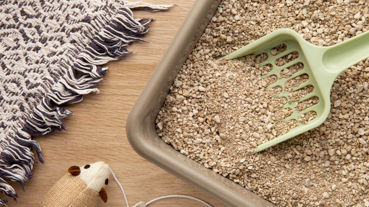 Här är de bästa kattsanden illustration